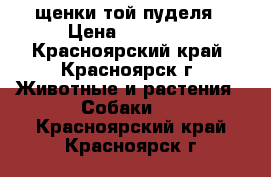 щенки той пуделя › Цена ­ 10 000 - Красноярский край, Красноярск г. Животные и растения » Собаки   . Красноярский край,Красноярск г.